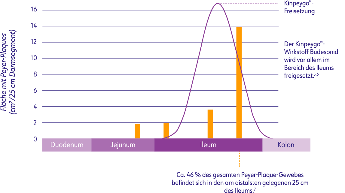 Wirkstofffreisetzung von Kinpeygo®2,5 und Fläche mit Peyer-Plaques in verschiedenen Darmabschnitten6